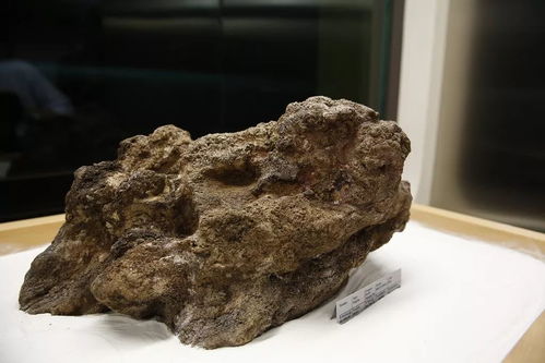 撿石者的意外驚喜 木雕刻品，價值連城的自然饋贈